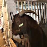Petting Zoo Goat 2 Petting Zoo Goat 2