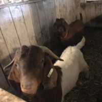 Petting Zoo Goat Petting Zoo Goat