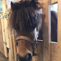 Petting Zoo Horse 2 Petting Zoo Horse 2