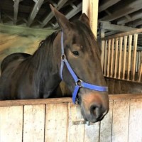 Petting Zoo Horse 3 Petting Zoo Horse 3