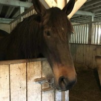 Petting Zoo Horse Petting Zoo Horse
