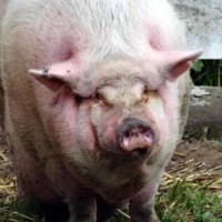 Petting Zoo Pig 2 Petting Zoo Pig 2