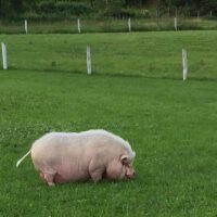 Petting Zoo Pig Petting Zoo Pig