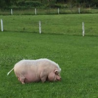 Petting Zoo Pig Petting Zoo Pig