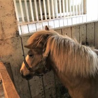 Petting Zoo Pony 2 Petting Zoo Pony 2