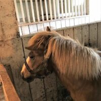 Petting Zoo Pony 2 Petting Zoo Pony 2