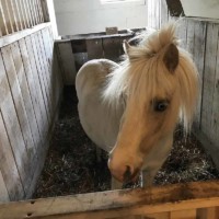 Petting Zoo Pony 3 Petting Zoo Pony 3