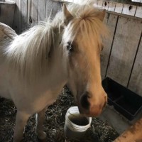 Petting Zoo Pony 4 Petting Zoo Pony 4