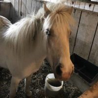 Petting Zoo Pony 4 Petting Zoo Pony 4