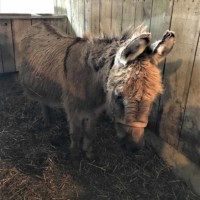 Petting Zoo Pony Petting Zoo Pony