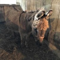 Petting Zoo Pony Petting Zoo Pony