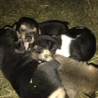 Petting Zoo Puppies Petting Zoo Puppies