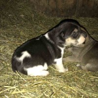 Petting Zoo Puppy 2 Petting Zoo Puppy 2