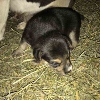Petting Zoo Puppy Petting Zoo Puppy