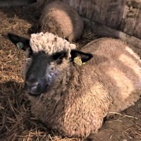 Petting Zoo Sheep Petting Zoo Sheep