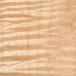 tiger maple tiger maple
