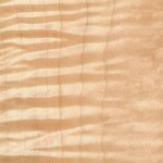 tiger maple